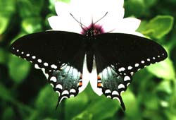 Spicebush Swallowtail  Sheri S. Moreau