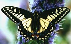 Anise Swallowtail on Echium.  Sheri Moreau