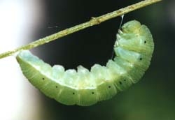California Dogface larva in prepupal stage. © Sheri Moreau