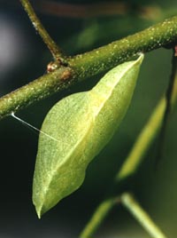 California Dogface pupae