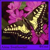 Anise Swallowtail Butterfly