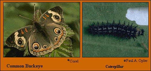 Buckeye Butterfly