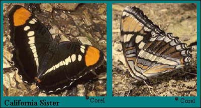 California Sister Butterfly