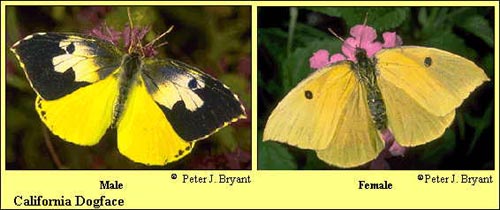 California Dogface Butterfly