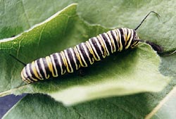 Monarch larva munching on milkweed