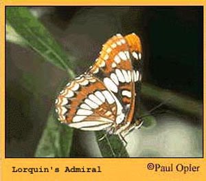 Lorquin's Admiral Butterfly