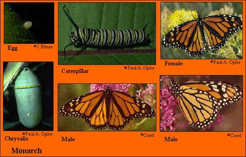 Monarch Butterfly