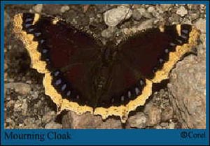 Mourning Cloak Butterfly