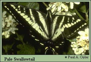 Pale White Swallowtail Butterfly