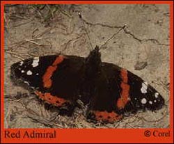 Red Admiral Butterfly