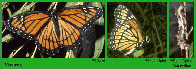 Viceroy Butterfly