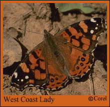 West Coast Lady Butterfly