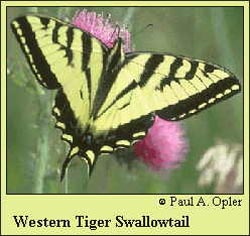 Western Tiger Swallowtail Butterfly