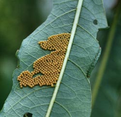 Mourning Cloak eggs and moth larvae on willow leaf