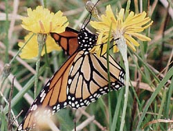 Monarch Butterfly Nectaring
